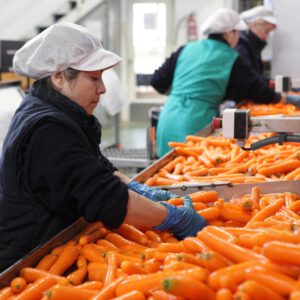 Producción y venta de hortalizas y verduras