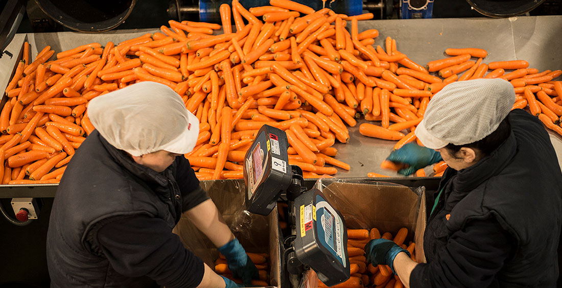 Control de calidad de las zanahorias Zanemi