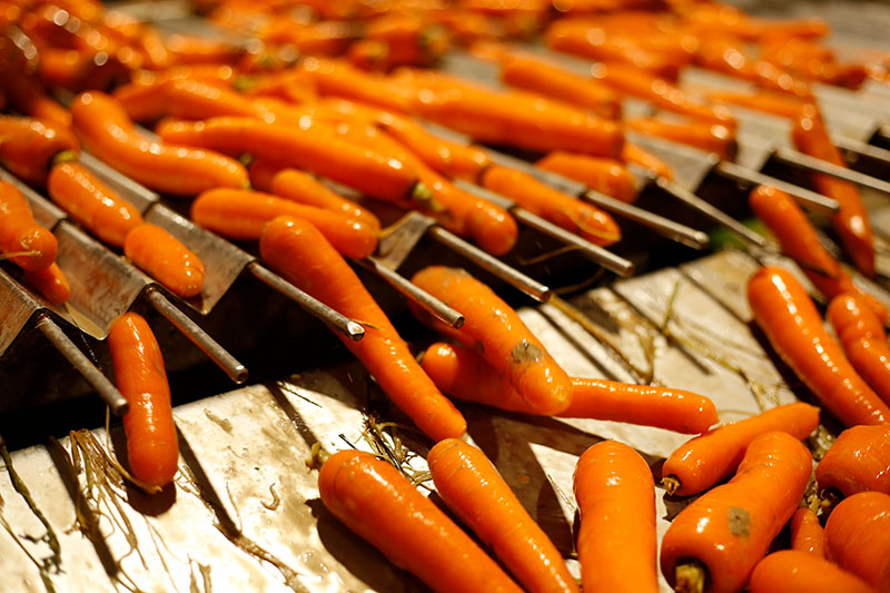 Proceso de lavado de las zanahorias Zanemi