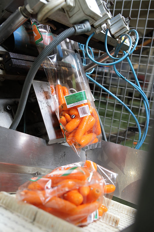 Embolsado y transporte de las zanahorias ZanemiEmbolsado y transporte de las zanahorias Zanemi